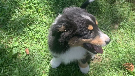 Black Tri Colored Nashira Miniature American Shepherd