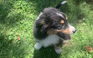 Black Tri Colored Nashira Miniature American Shepherd Miniature American Shepherd for Max Meadows, VA