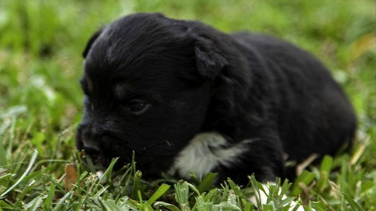 Black Colored Fine Hill Aussies Miniature American Shepherd