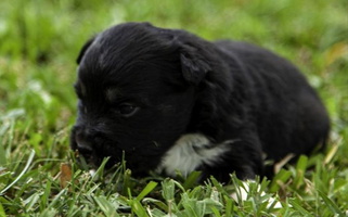 Black Colored Fine Hill Aussies Miniature American Shepherd Miniature American Shepherd for Franklinville, NC