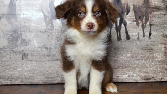 Red Tri-Colored Trails End Mini Americans Shepherds