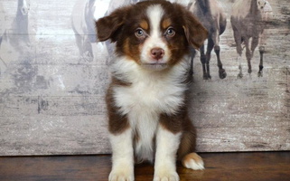 Red Tri-Colored Trails End Mini Americans Shepherds Miniature American Shepherd for Sandy, OR