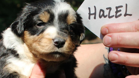 Black Tri Colored Dodge City Mini's American Shepherds