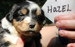 Black Tri Colored Dodge City Mini's American Shepherds Miniature American Shepherd for Shenandoah, PA