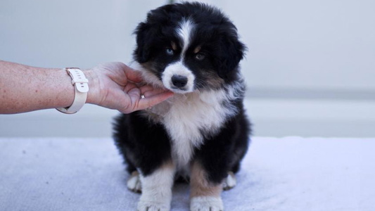 Black Tri Colored Sherwood Miniature American Shepherds