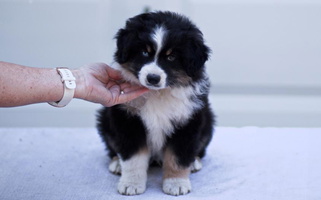 Black Tri Colored Sherwood Miniature American Shepherds Miniature American Shepherd for Rensselaer, IN