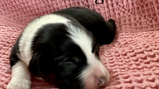 Tri Colored Ashber Farm Miniature American Shepherds