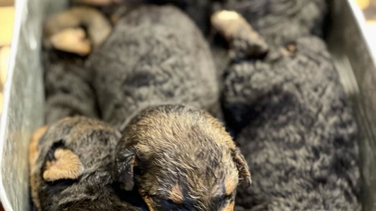 Sable Colored Aim High Airedales Terrier