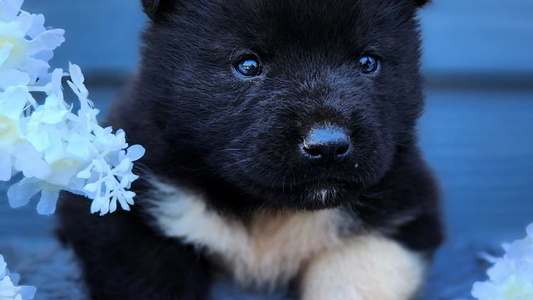 Black Colored TableRock Akitas