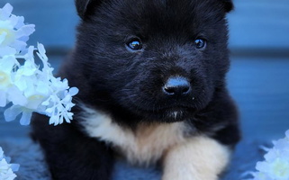 Black Colored TableRock Akitas Akita for Grants Pass, OR