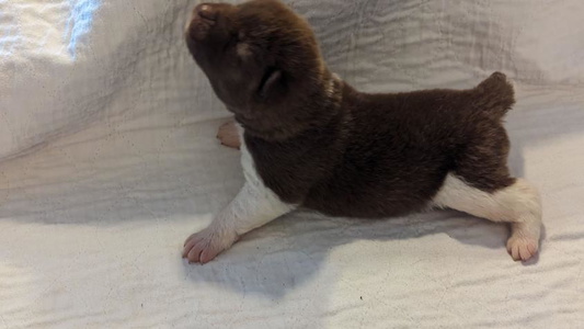 Black and Cream Colored Kamikaze Akitas