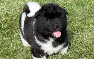 Black and White Colored Hickory Ridge Akitas Akita for Granville, OH