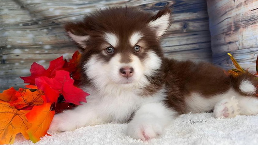 Red And White Colored Asgard Wooly Malamutes