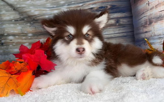 Red And White Colored Asgard Wooly Malamutes Alaskan Malamute for Spokane, WA