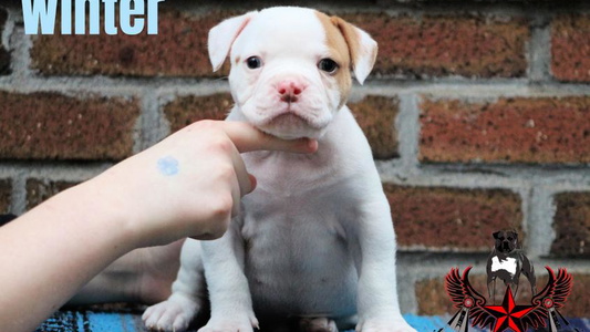 White And Red Colored Blackwell's American & French Bulldogs