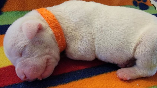 White Colored Eagle's Wing Kennels American Bulldogs