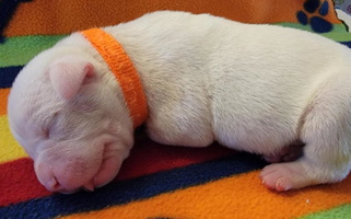 White Colored Eagle's Wing Kennels American Bulldogs American Bulldog for Maricopa, AZ