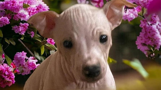 White And Apricot Colored Gaus Hof American Hairless Terrier