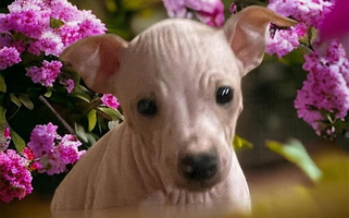 White And Apricot Colored Gaus Hof American Hairless Terrier American Hairless Terrier for Buckingham, IL