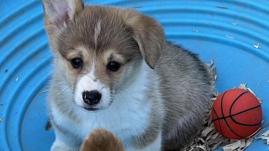 Red Colored Sweet Two Roses Ranch Corgis