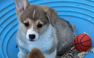 Red Colored Sweet Two Roses Ranch Corgis Pembroke Welsh Corgi for Coeur d'Alene, ID