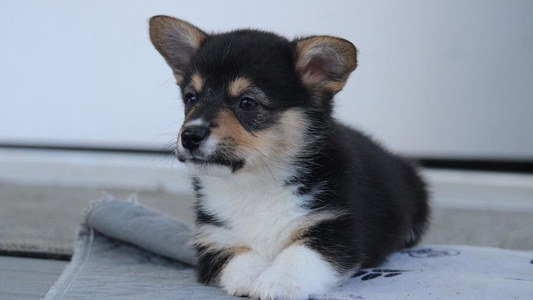 Black and Tan Colored AJ's Valley View Corgis