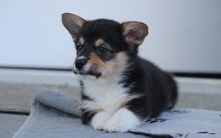 Black and Tan Colored AJ's Valley View Corgis Pembroke Welsh Corgi for Centralia, WA