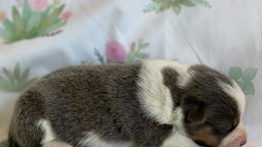 Black and Tan Colored MB Acres Corgis