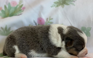 Black and Tan Colored MB Acres Corgis Pembroke Welsh Corgi for Woodland, WA