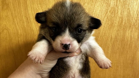 Black and Red Colored Calie’s Corgis