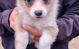 Sable Colored Rose Creek Kennels Corgis Pembroke Welsh Corgi for Navarino, WI