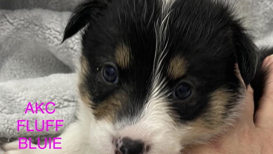 Black and White Colored Corgiland Ranch Corgis