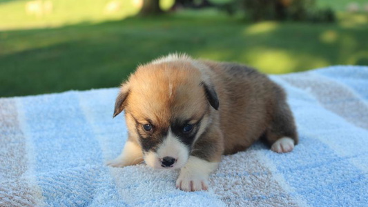 Red Colored Lapp Livestock Farm Corgi's