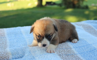 Red Colored Lapp Livestock Farm Corgi's Pembroke Welsh Corgi for Malta, OH