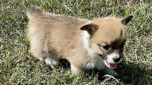 Sable Colored Stacy’s Pembroke Welsh Corgis