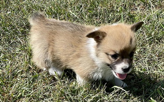 Sable Colored Stacy’s Pembroke Welsh Corgis Pembroke Welsh Corgi for Rochester, IN