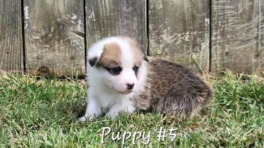 Red Colored Ranch Hand Corgis