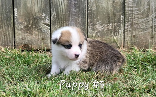 Red Colored Ranch Hand Corgis Pembroke Welsh Corgi for Powhatan, VA