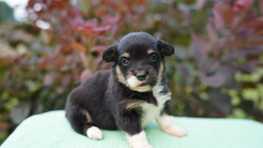 Black And Tan Colored SunShine Corgis