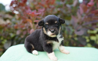 Black And Tan Colored SunShine Corgis Pembroke Welsh Corgi for Berea, KY