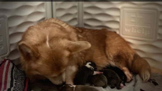 Black And Tan Colored Mill Creek’s Pembroke Welsh Corgis