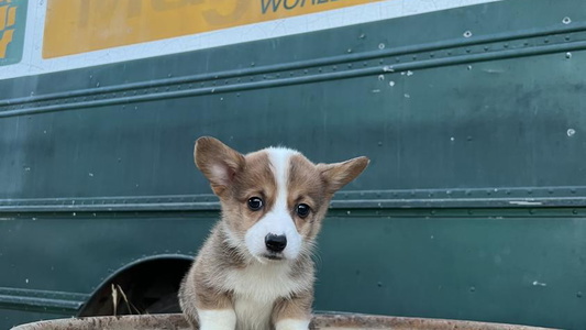 Red Colored Thistle Bee Awesome Corgi's