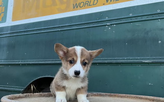 Red Colored Thistle Bee Awesome Corgi's Pembroke Welsh Corgi for Meridian, CA