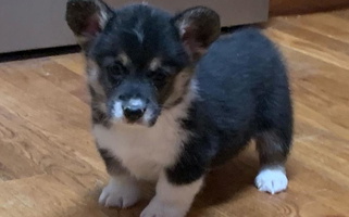 Black and Tan Colored Bingo's Kennel Corgis Pembroke Welsh Corgi for Vernal, UT