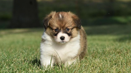 Sable Colored Willow Creek Corgis