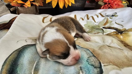 Red Colored Blue Moon Farm Corgis