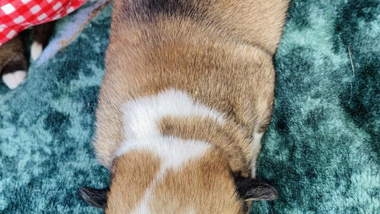 Sable Colored Robin’s Welsh Corgis