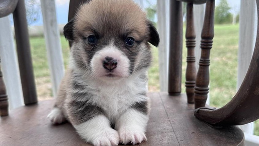 Red and White Colored Clearsky Corgis