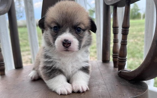 Red and White Colored Clearsky Corgis Pembroke Welsh Corgi for Sheldon, MO