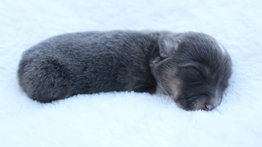 Blue Colored Sunny Hill Corgis